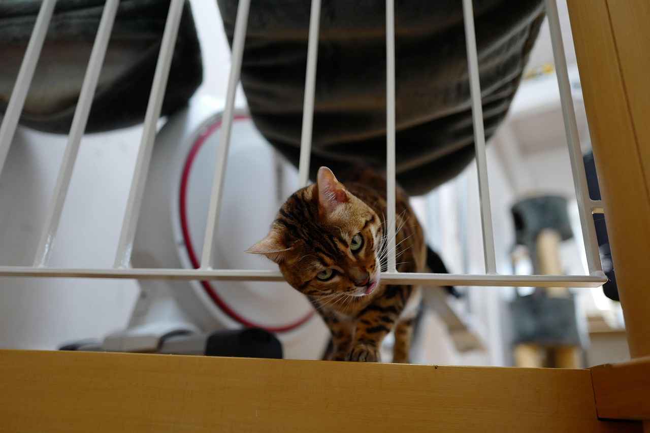 A Guide to West Bengal’s Famous Cuisine: Dishes You Have to Try 4 4. Street Food Delights