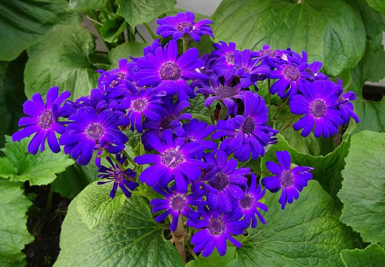 Barasat Kolkata West Bengal: A Growing Hub for Residents and Tourists 2 Historical Significance