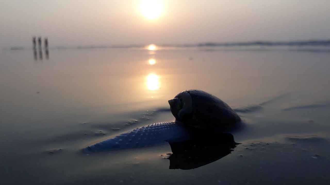 4. Accommodations in Digha