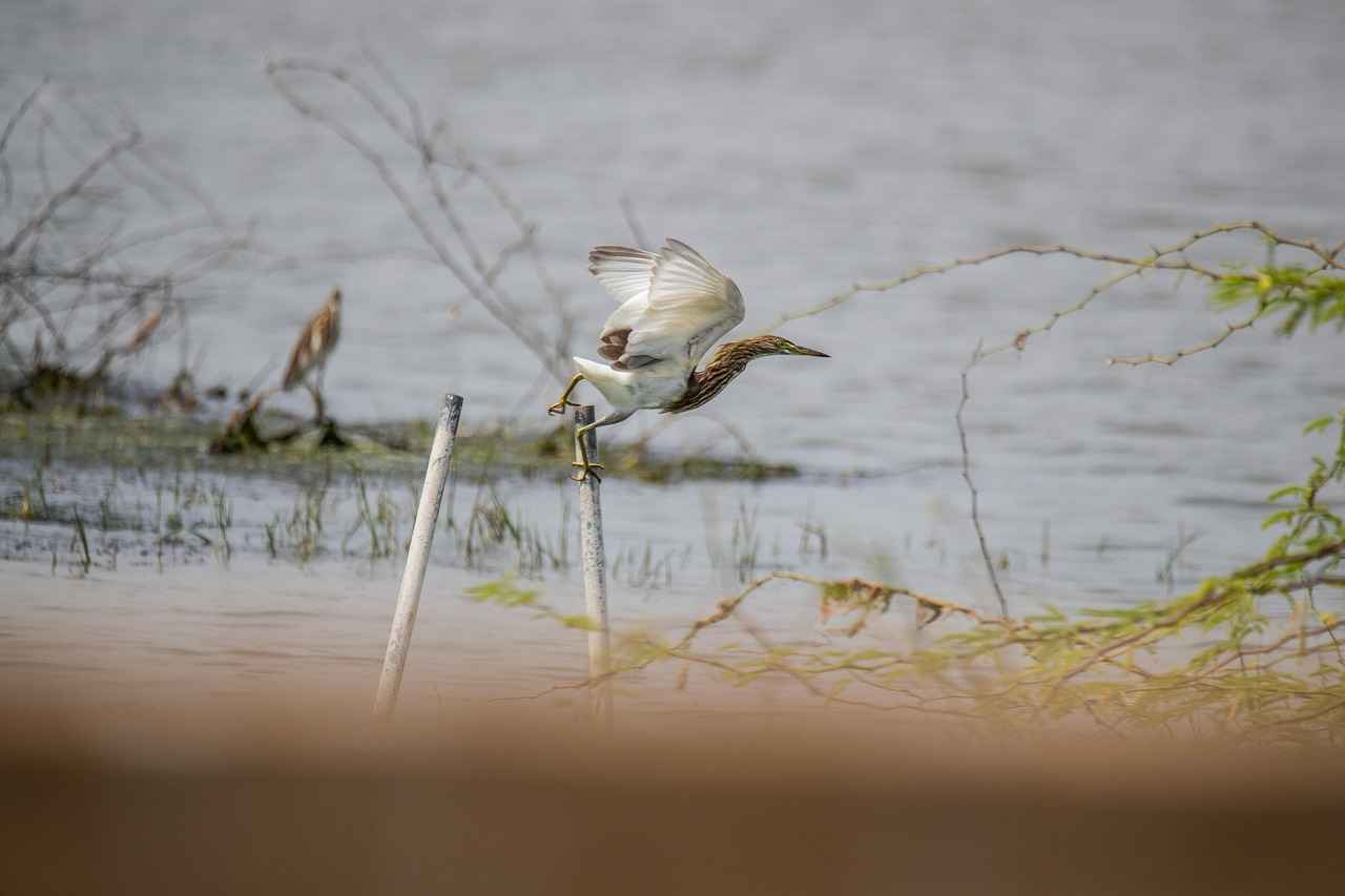 7. Conclusion: The Importance of Wildlife Sanctuaries