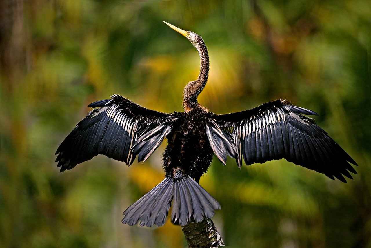 2. Top Wildlife Sanctuaries in West Bengal