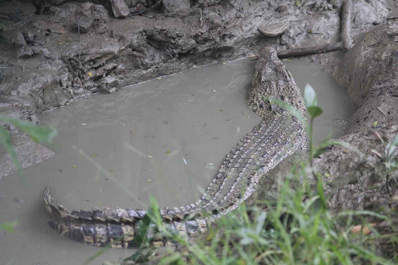 The Sundarbans: An Overview