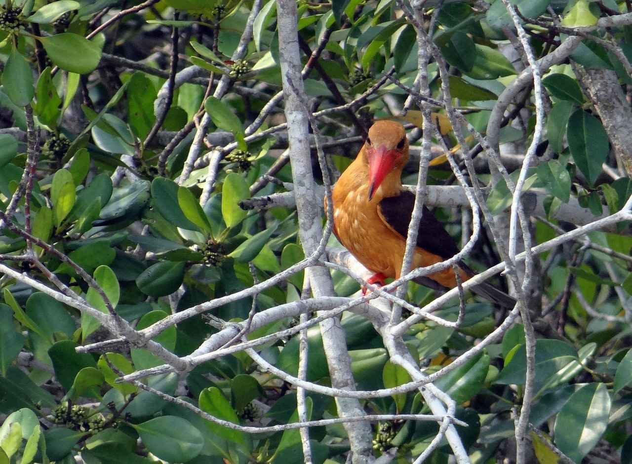 Visiting the Sundarbans: A Guide for Tourists