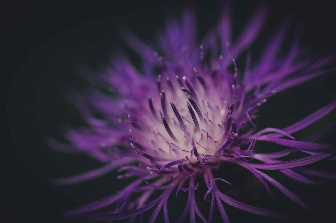 Falakata West Bengal: A Serene Getaway for Nature Lovers 4 4. Activities for Nature Lovers