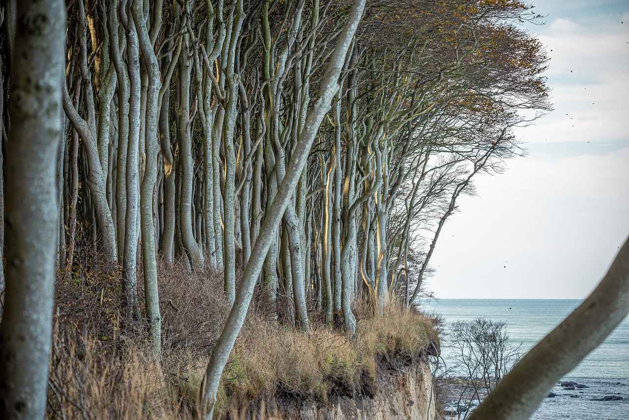 Falakata West Bengal: A Serene Getaway for Nature Lovers 11 11. Conclusion: Why Choose Falakata?