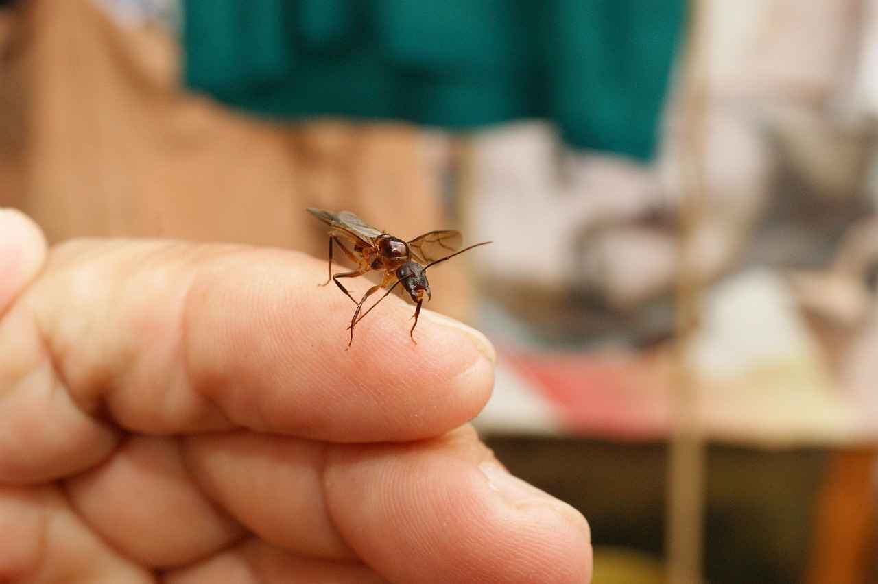 How the Culture of West Bengal is Shaping India’s Identity 4 Festivals Celebrated in West Bengal