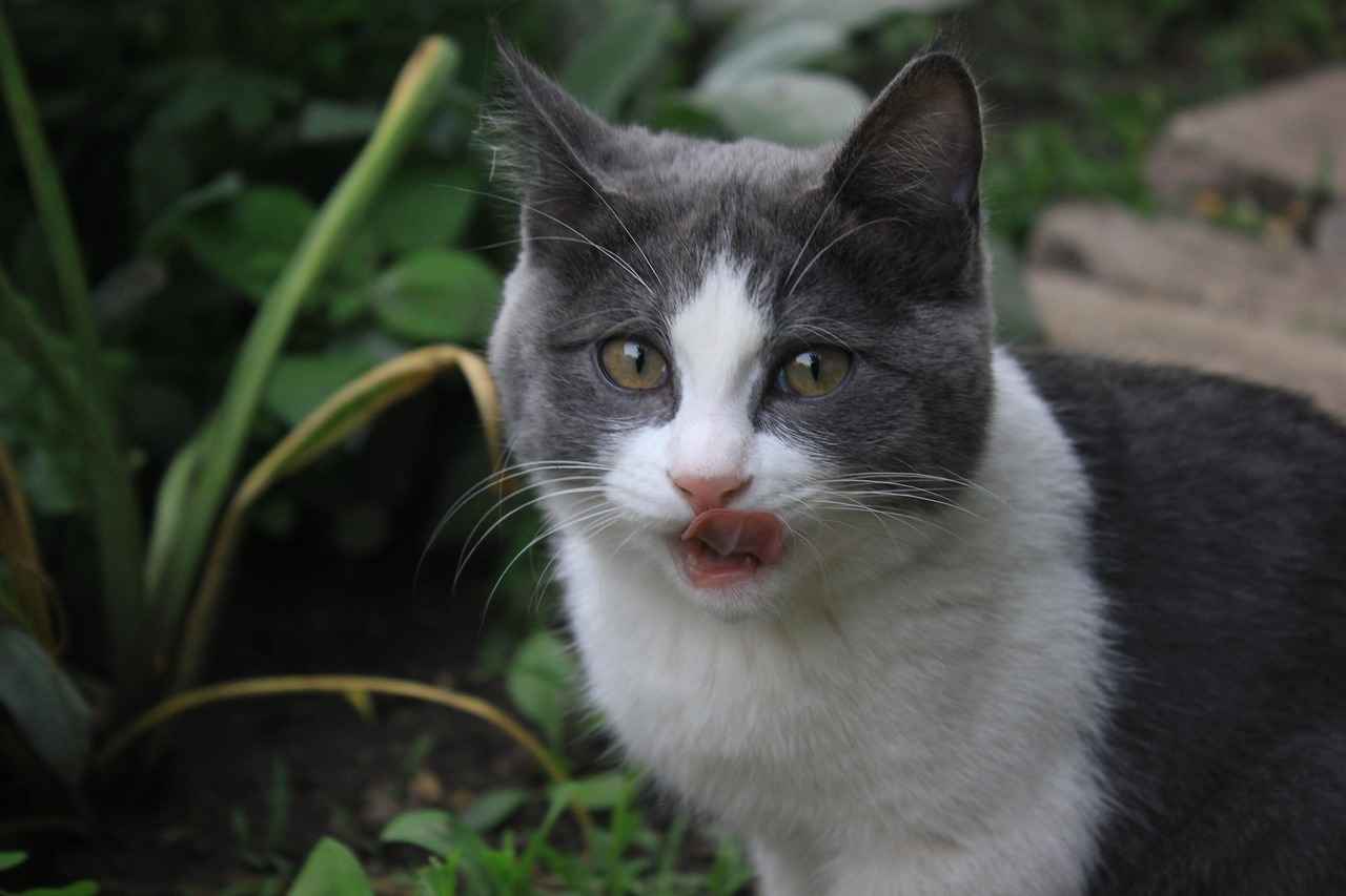 How to Learn Bengali: A Complete Guide for Beginners 1 Understanding the Bengali Language