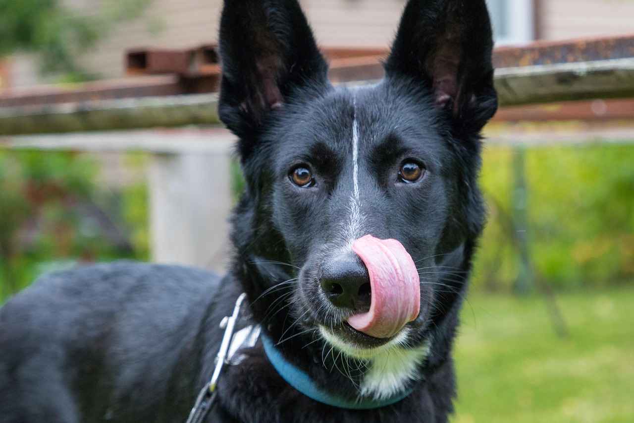 How to Learn Bengali: A Complete Guide for Beginners 5 Common Challenges in Learning Bengali