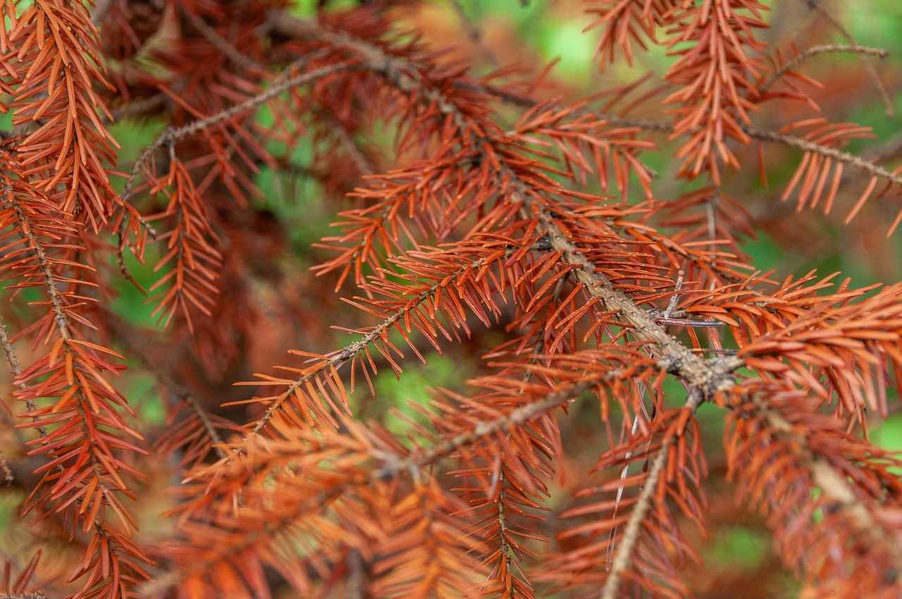 2. Adventure Activities in Siliguri