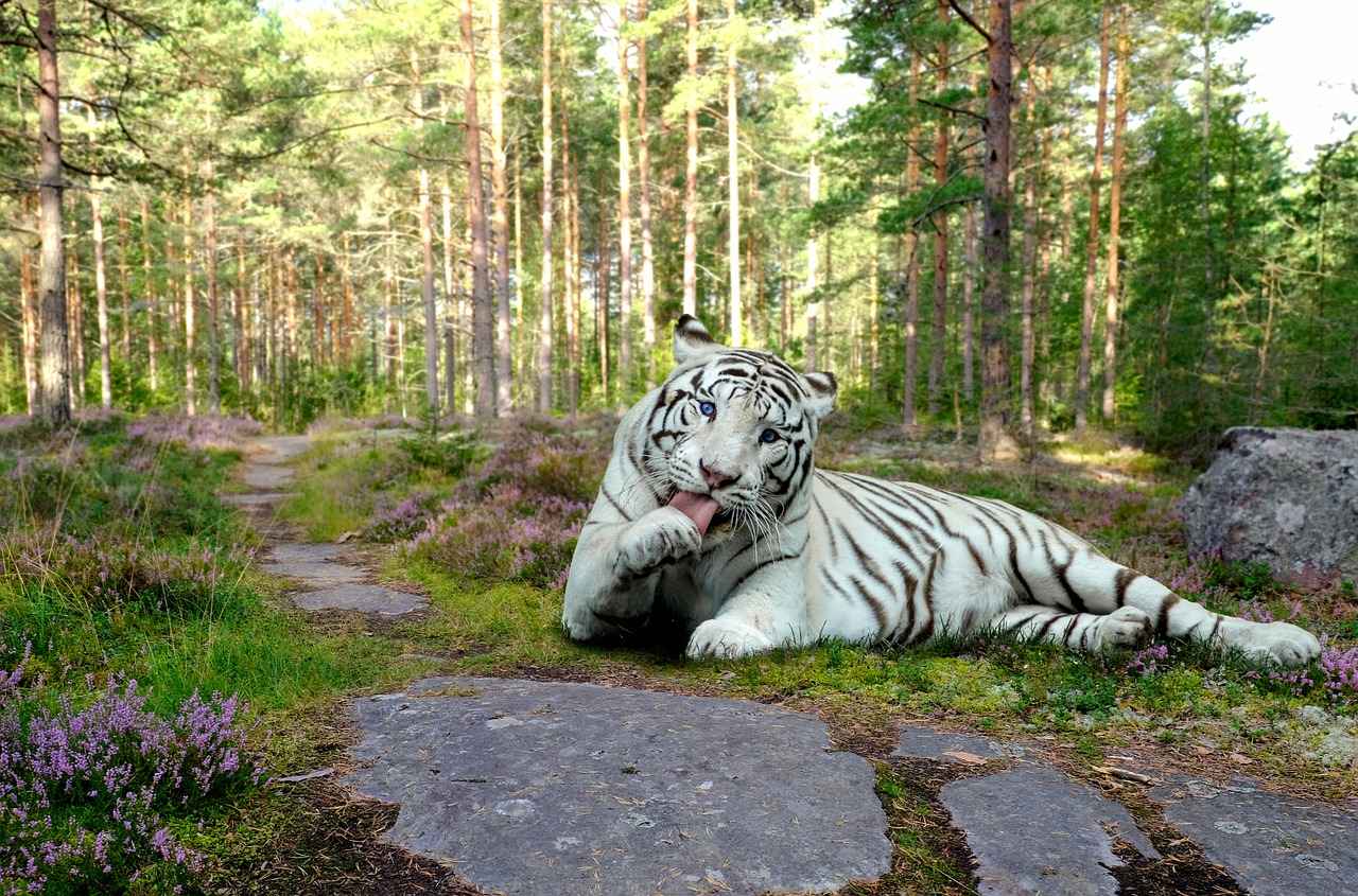 The Art of Bengali Kantha Stitching: History and Style Guide 3 Types of Kantha Stitching