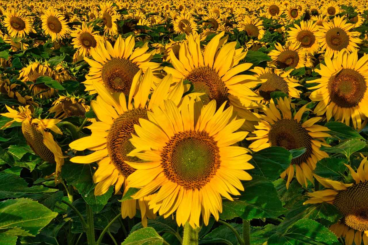 4. Tips for a Memorable Heritage Walk