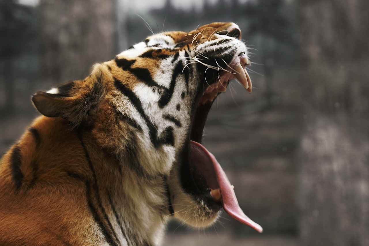 6. Gajoldoba Barrage Waterfall