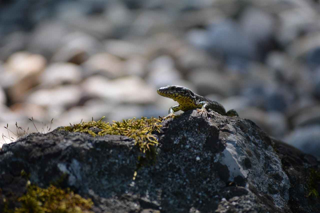 The Future of the Bengali Language