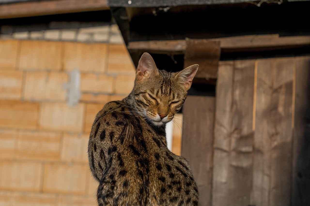 The Emergence of the Bengal Renaissance