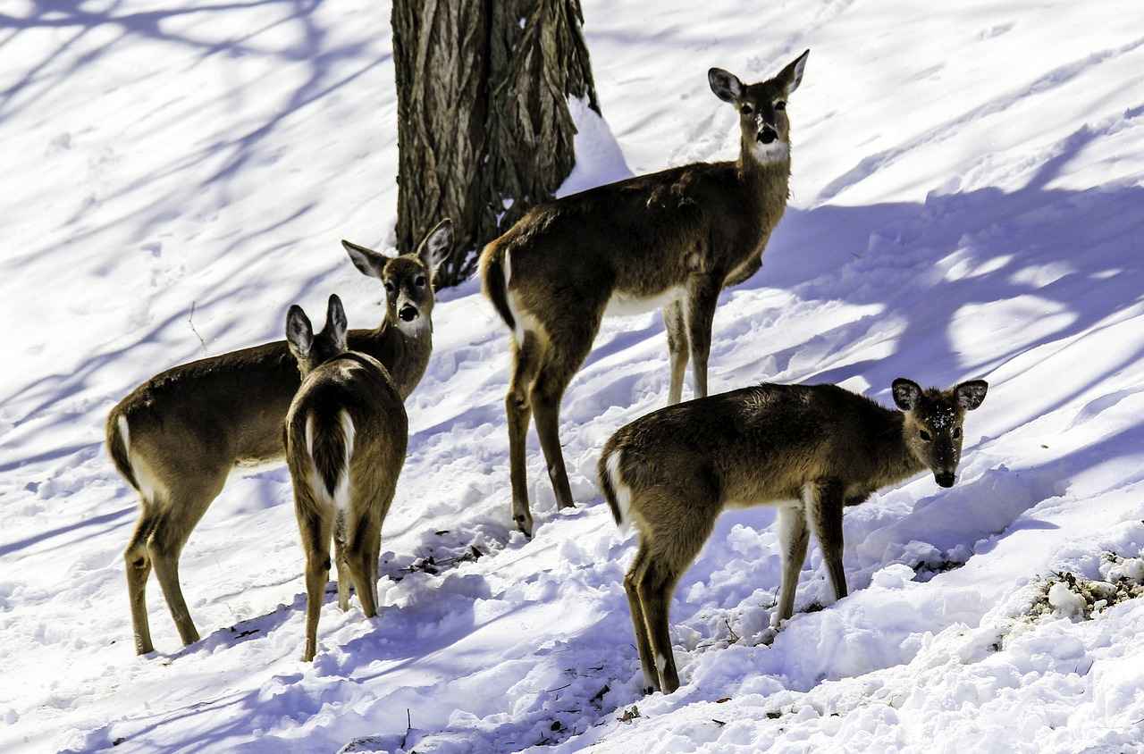 The Impact of Mamata Banerjee’s Policies on West Bengal’s Growth 7 Conclusion: The Legacy of Mamata Banerjee