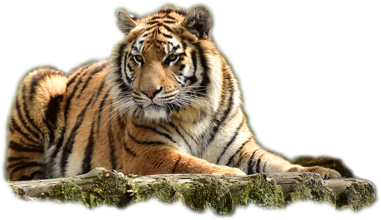 The Influence of Sanskrit and Persian on Bengali Vocabulary 4 The Blending of Cultures