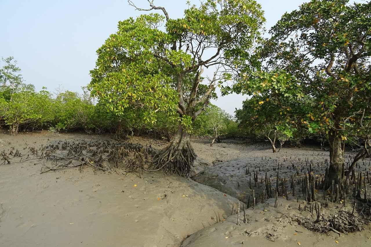 The Most Beautiful Offbeat Destinations in Bengal 1 1. The Enchanting Sundarbans