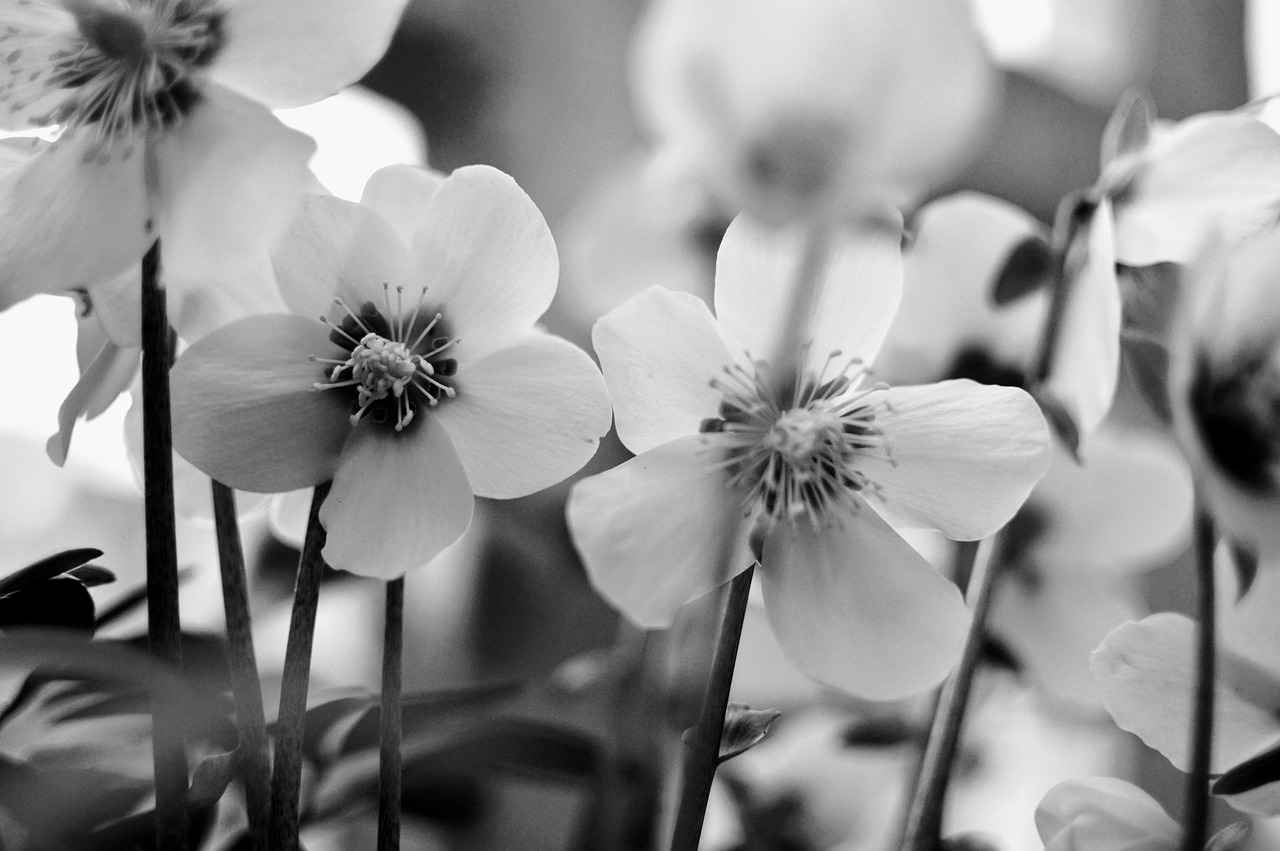 The Secret History of Bengali Poetry and Its Impact on India 2 Key Historical Figures in Bengali Poetry