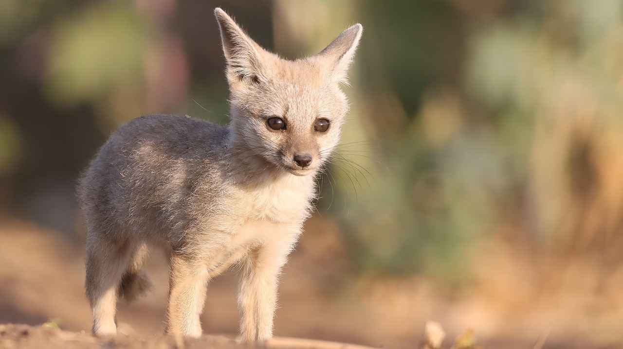 The Top 5 Temples You Should Visit in West Bengal 2 The Architectural Marvels of West Bengal Temples