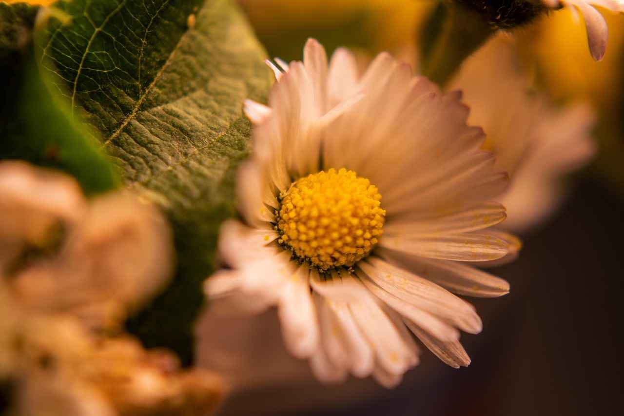 Understanding the West Bengal State Lottery: How It Works and Tips for Winning 1 What is the West Bengal State Lottery?