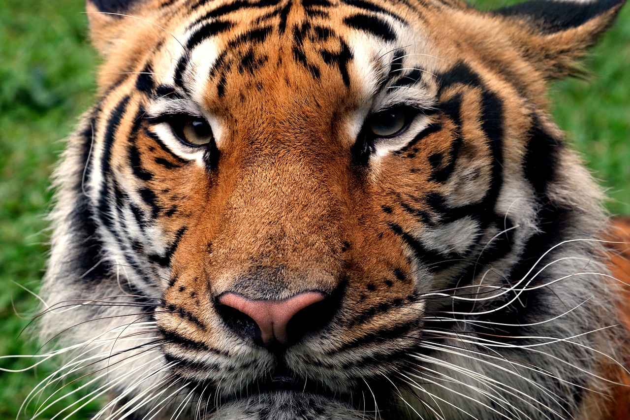 West Bengal Election 2021: Opinion Polls and What They Mean for the State 5 Conclusion: The Future of West Bengal Politics