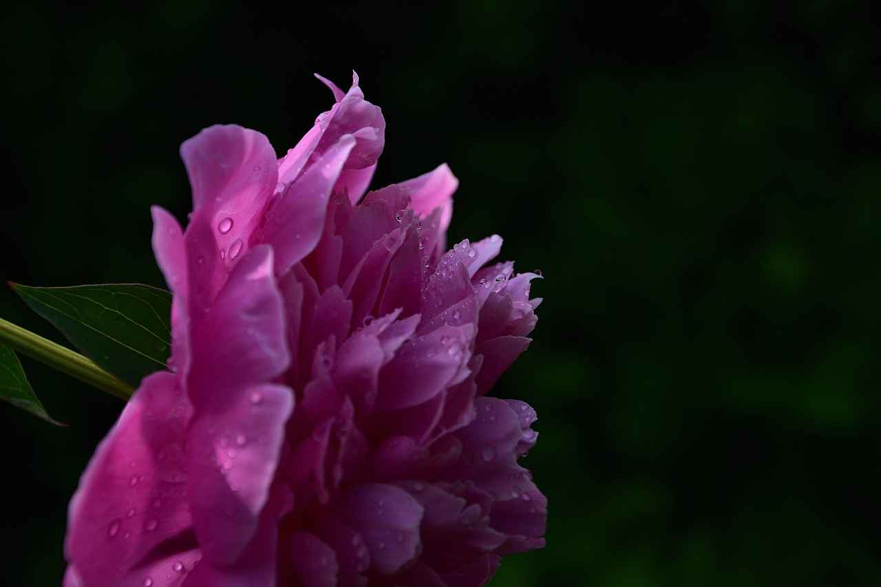 West Bengal Lottery Result: How to Check Your Winning Numbers Online 7 Frequently Asked Questions About West Bengal Lottery