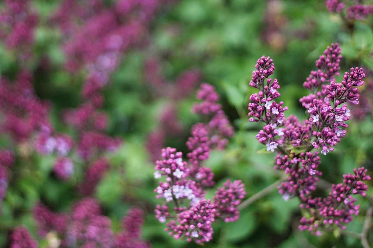 West Bengal Lottery Result Today: How to Find Your Lucky Number 10 The Legal Aspects of Lottery in West Bengal