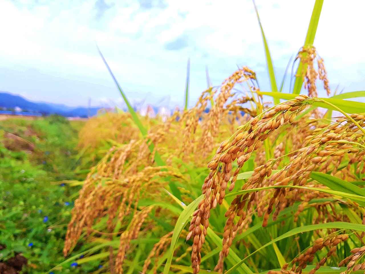 West Bengal Lottery Result Today: How to Find Your Lucky Number 2 How to Check Today's Lottery Results