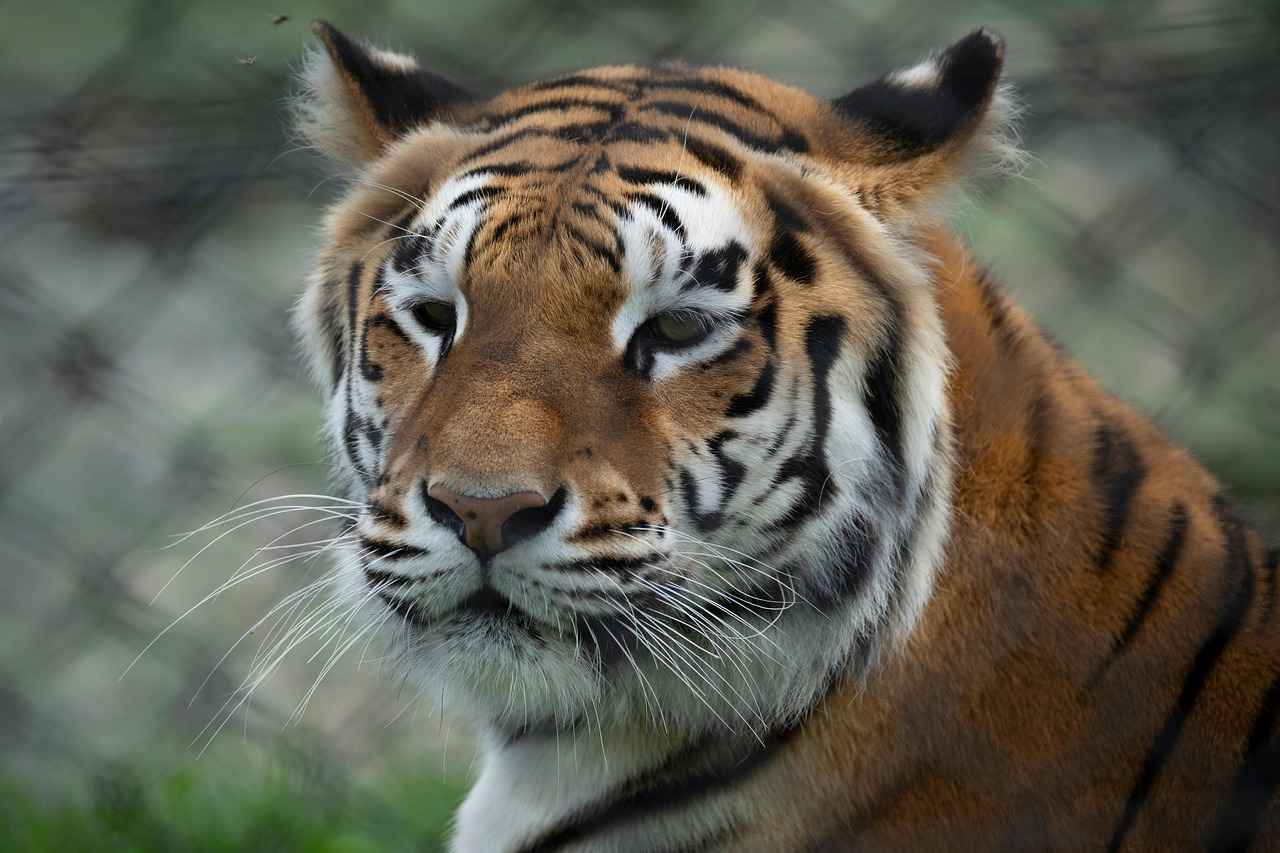 West Bengal Municipal Election Results: Who Will Shape the Future? 4 Analysis of Election Results