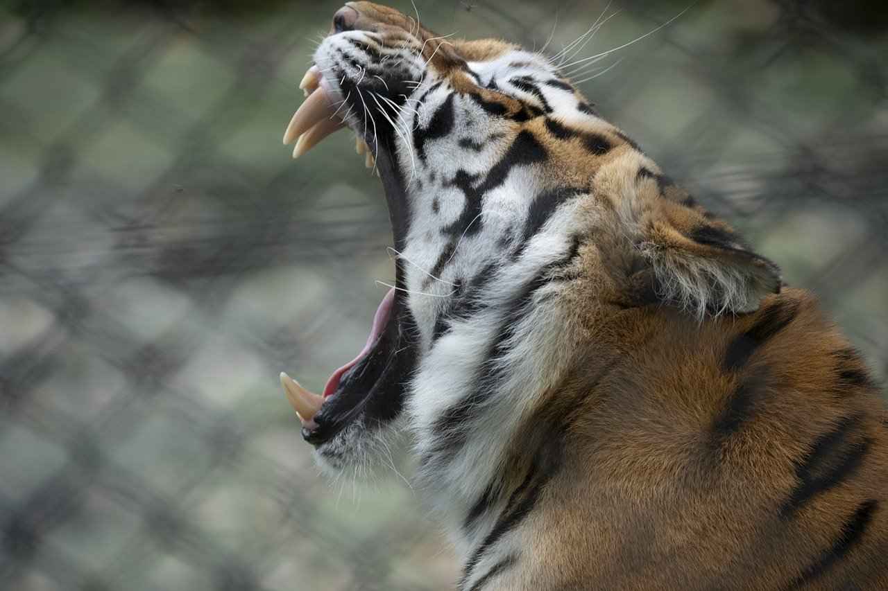 West Bengal’s Chief Minister Mamata Banerjee: Her Journey and Achievements 4 Second Term: Consolidation of Power