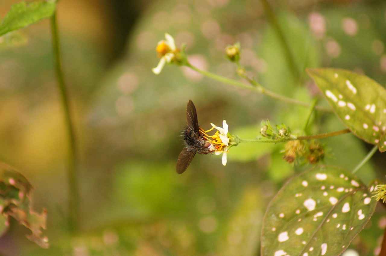 West Bengal’s Educational System: What Sets It Apart from the Rest of India 4 Impact of Cultural Factors on Education