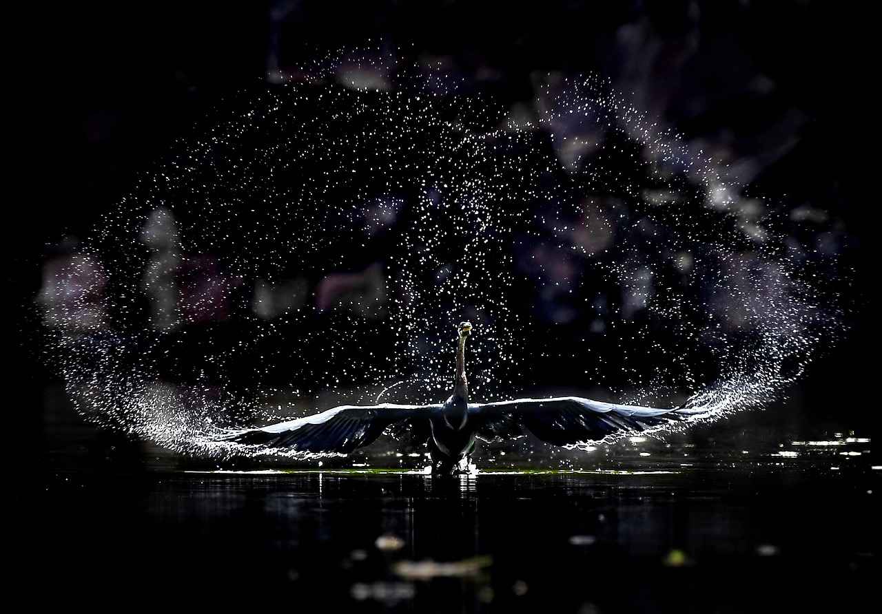 What Are the Best Adventure Activities in West Bengal? 5 5. Jungle Safari in Sundarbans