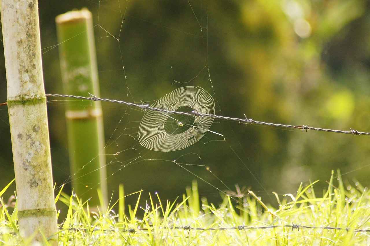 What is the History Behind the West Bengal Board of Secondary Education? 5 Future Prospects of the WBBSE