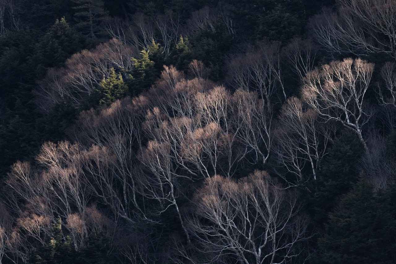 What Makes Purulia West Bengal a Perfect Getaway for Nature Lovers? 7 7. Accommodation Options in Purulia