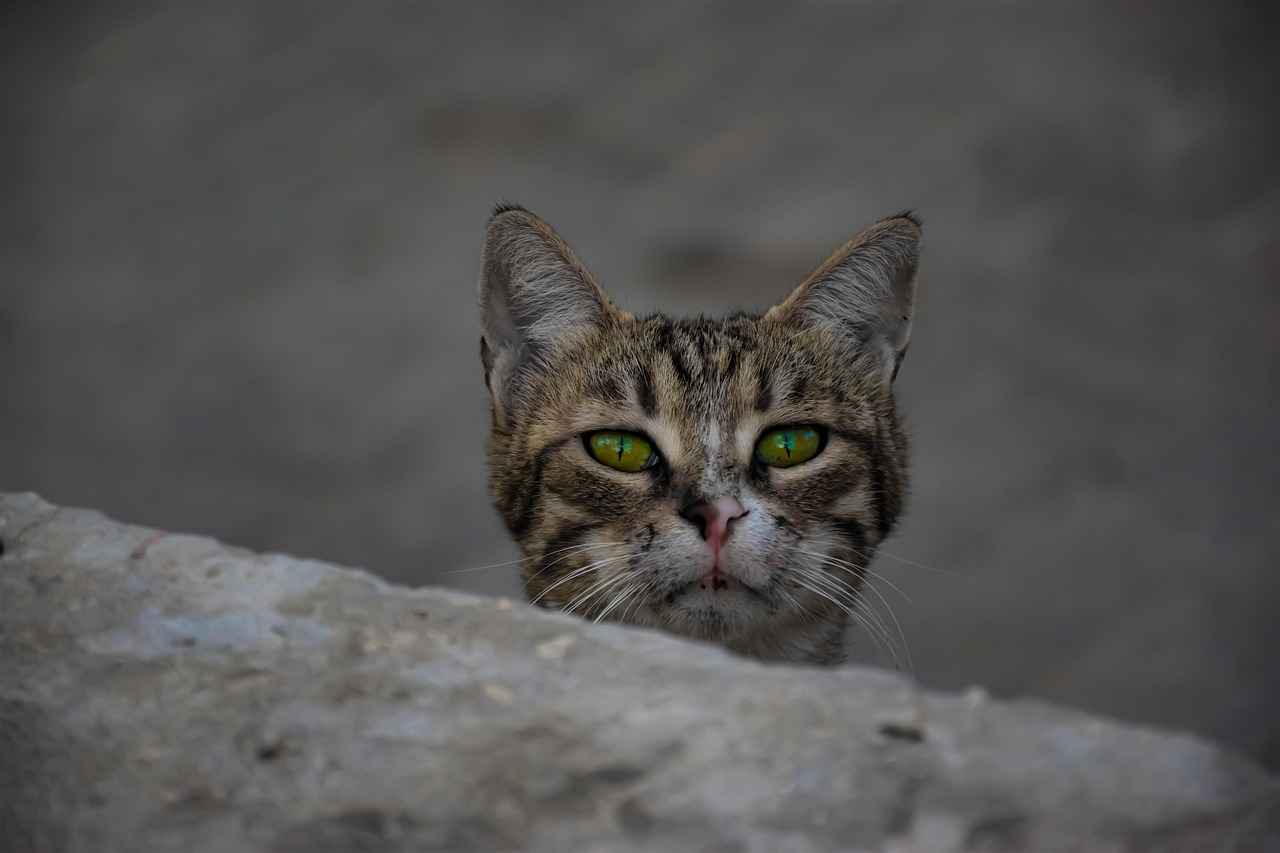 What’s New in West Bengal Lockdown: Latest Updates and Insights 2 Key Restrictions and Guidelines