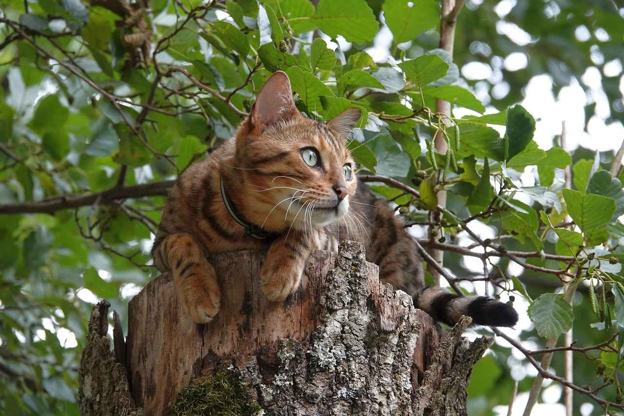 Why Bengalis Have the Best Street Protest Culture 3 Notable Protests in Bengali History