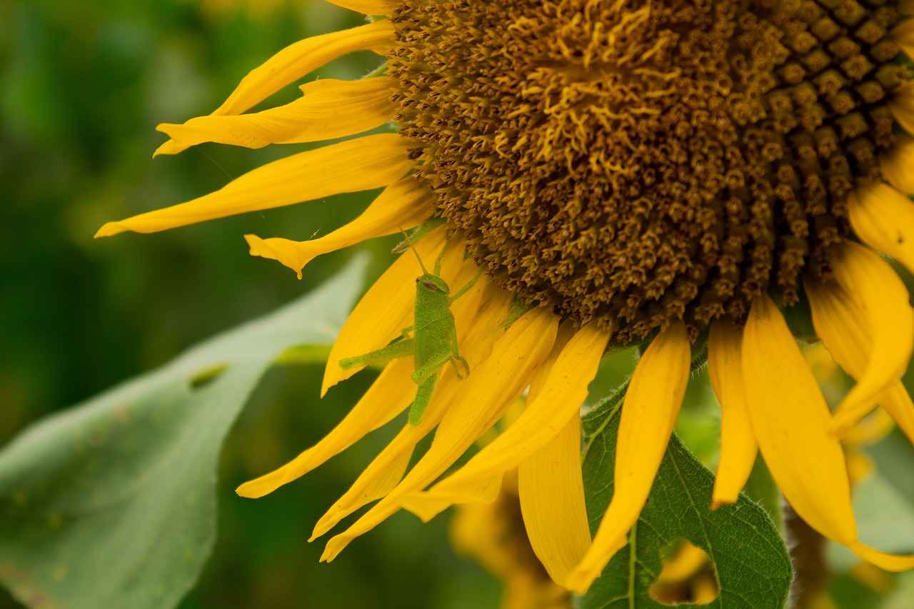 Why Cricket Is a Religion in West Bengal 4 The Role of Media in Promoting Cricket