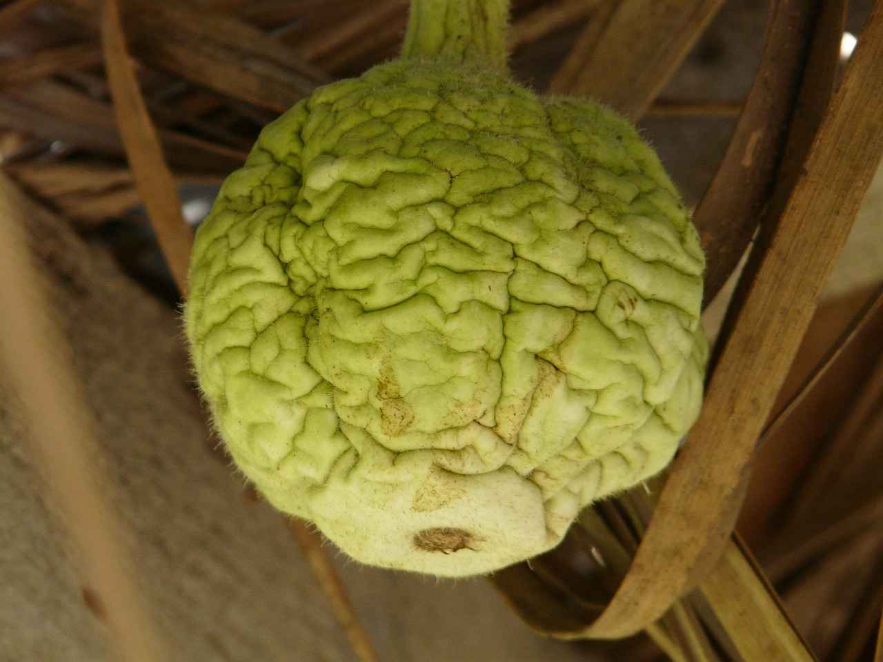 Why Every Bengali Meal Starts with Bitter Gourd? 2 Vitamins and Minerals