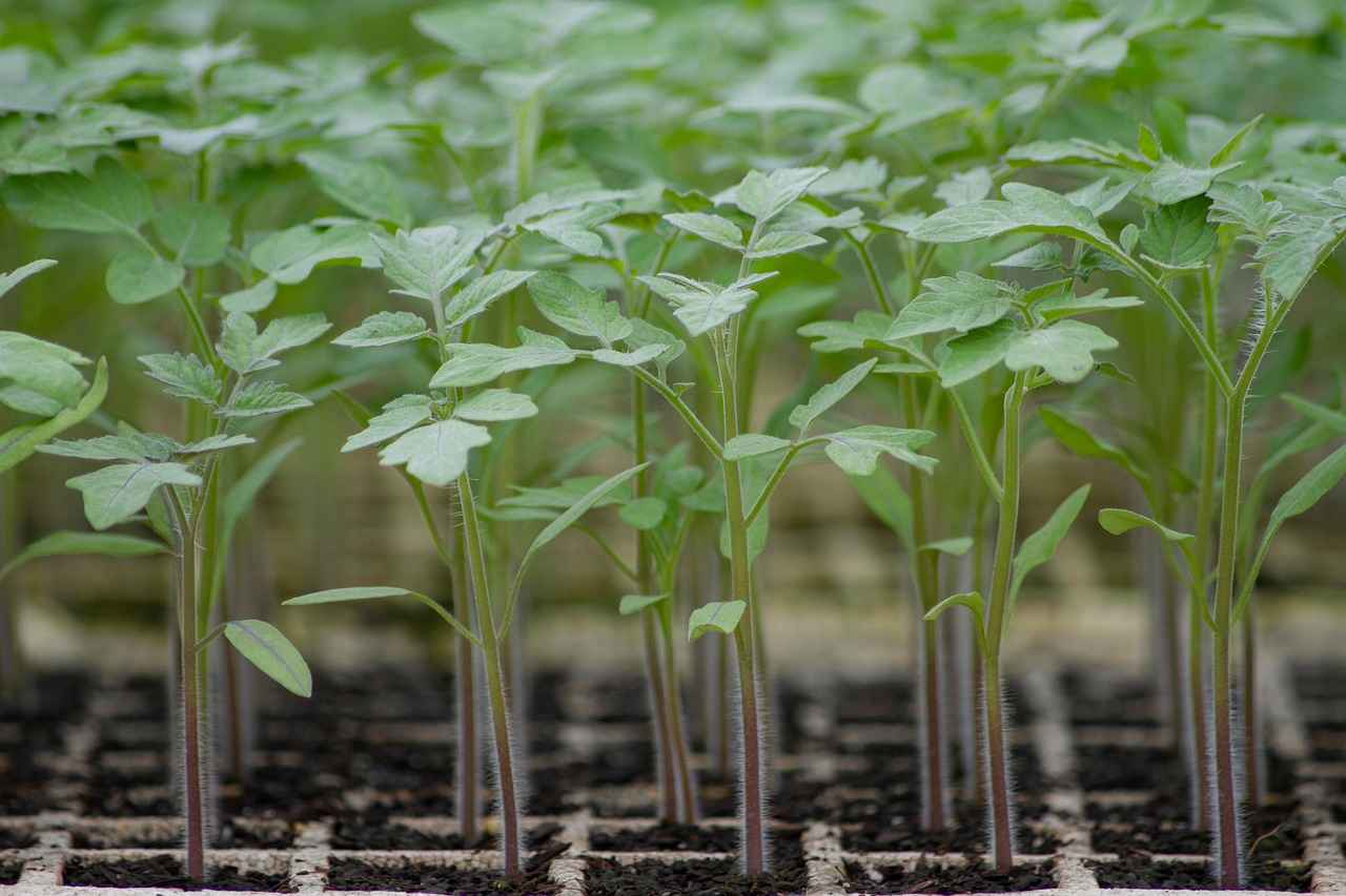 Why More Bengalis Are Turning to Organic Farming 4 Economic Factors Driving Organic Farming