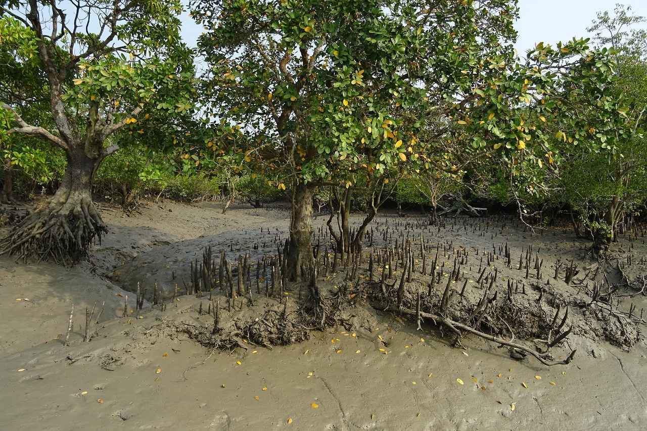 2. The Sundarbans: A UNESCO World Heritage Site